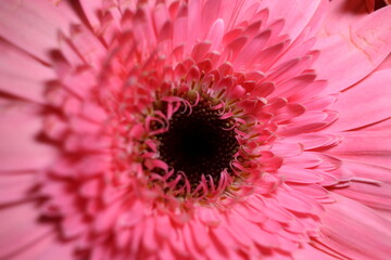 
gerbera flower macro photo, very close up, natural flower.