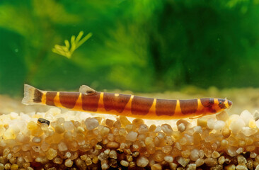 Kuhli loach