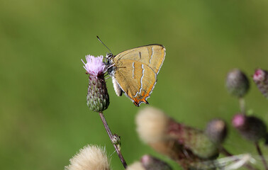 Nierenfleck-Zipfelfalter - Brown hairstreak