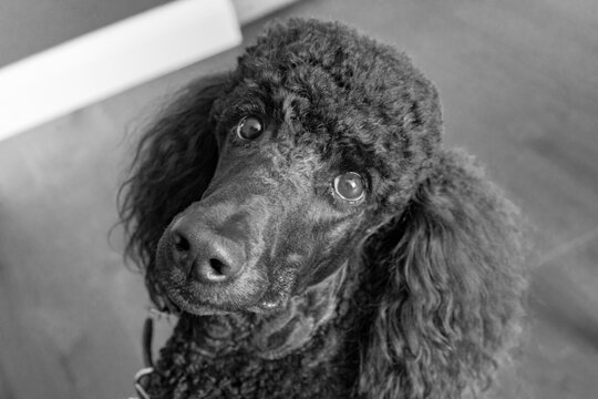 Poodle Looks at you