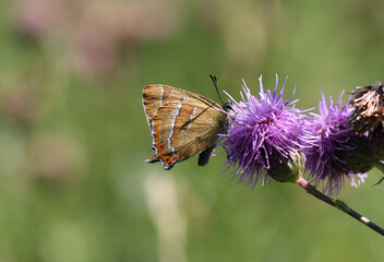 Nierenfleck-Zipfelfalter - Brown hairstreak