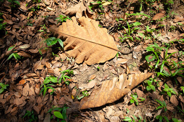 leaf on the ground