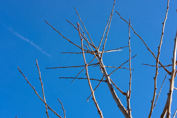 Tree branches against the blue sky
