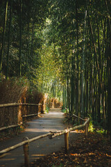 path in the bamboo grove