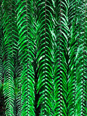 Beautiful green fern leaves background , natural fern pattern . - 403370491