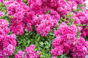 sommer rosen in voller blüte in rosa