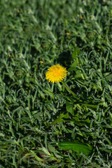 Yellow flowers and green vegetation in the soft rays of the sun