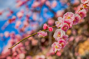 Pink plum blossom Flowers in spring.