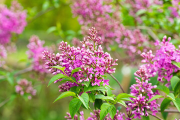 Saturated color lilac close up in the garden