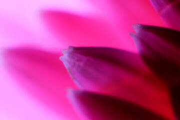 
gerbera flower macro photo, very close up, natural flower.