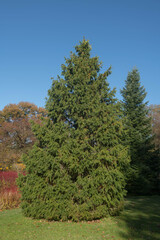 Autumn Foliage of an Evergreen Morinda or West Himalayan Spruce Tree (Picea smithiana) with a Bright Blue Sky Background Growing in a garden in Rural Devon, England, UK