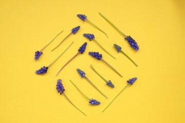 Grape Hyacinth.purple Muscari Flower.spring season.violet muscari flowers on a bright yellow background.First spring flowers . 