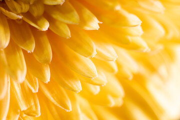 
gerbera flower macro photo, very close up, natural flower.