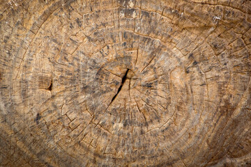old wood texture Brown dried tree stump shows annual rings. The annual ring are used to indicate the age of a dicotyledon tree. 
