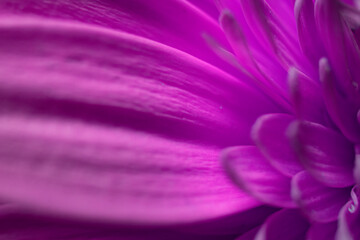 Obraz premium gerbera flower macro photo, very close up, natural flower.