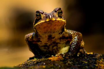 what are you looking at me? the frog on stream...
