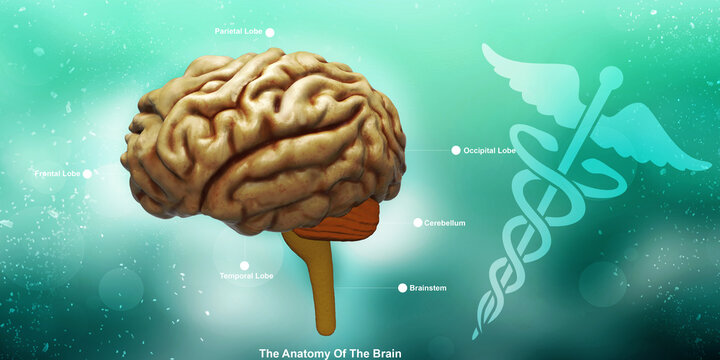 3d illustration Human health brain 