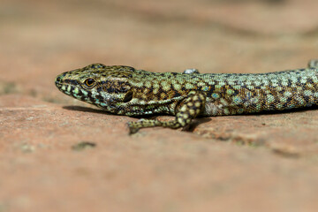 Mauereidechse (Podarcis muralis)