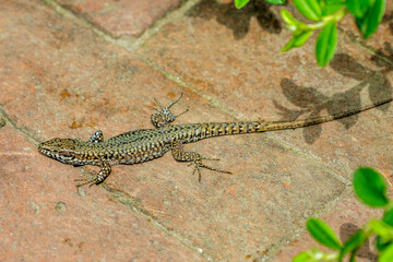 Mauereidechse (Podarcis muralis)