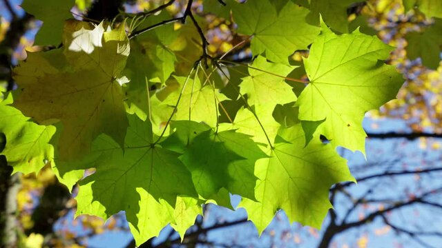 Sunlit maple branch with new green leaves and young ash keys