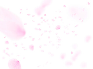 Cherry blossom petals dancing on a white background 1778