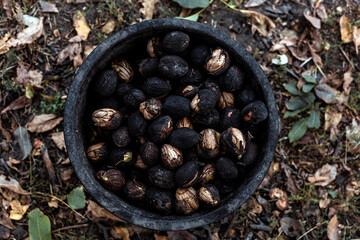 Top view of full round plastic bucket with whole walnuts in black husk shell, autumn harvest