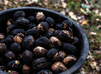 Close up organic walnuts harvest in black husk shell stored in plastic bucket
