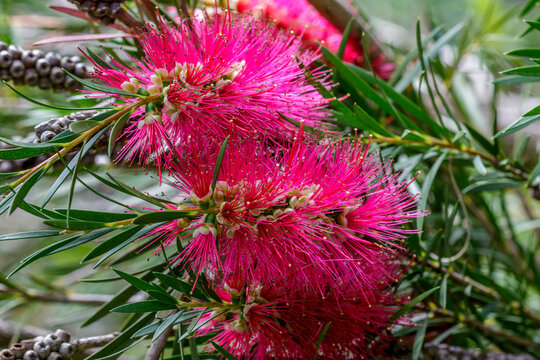 Karminroter Zylinderputzer (Callistemon citrinus)