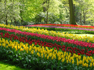 The multicolored tulips in the Keukenhof gardens.