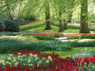 The multi-colored tulips in the Keukenhof gardens.