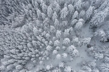 Paysage enneigé dans le massif du Sancy 