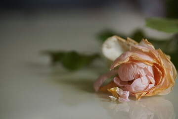Close up of withered rose on glass surface. Selective focus. Bokeh effect.