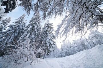 Fototapeta premium Paysage enneigé dans le massif du Sancy 