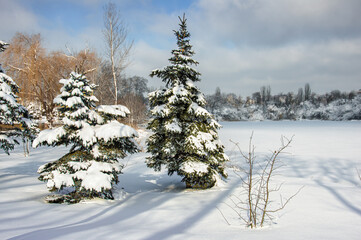 Beautiful winter landscape with snowy trees