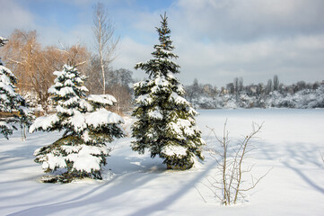 Beautiful winter landscape with snowy trees