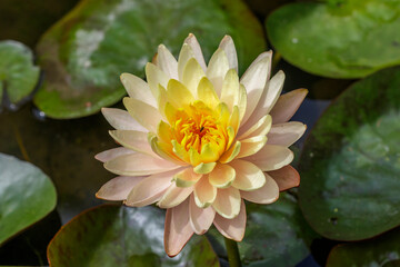 Seerose Nymphaea Mangkala Ubol