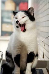 White cat yawns, portrait