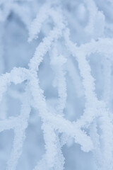 Naklejka premium Snow and rime ice on the branches of bushes. Beautiful winter background with trees covered with hoarfrost. Plants in the park are covered with hoar frost. Cold snowy weather. Cool frosting texture.
