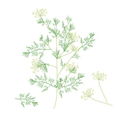Green dill detailed illustration. White background vector.