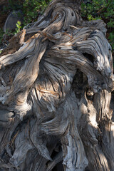 Fallen Tree Roots Lassen Volcanic Park
