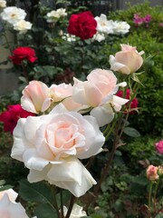 Rose in Garden 0003