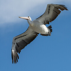 Fototapeta na wymiar Australian pelican 