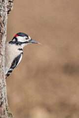The woodpecker's tongue (Dendrocopos major)