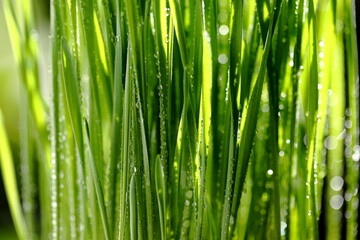 Fototapeta na wymiar Closeup Wheatgrass With water droplets on the trunk
