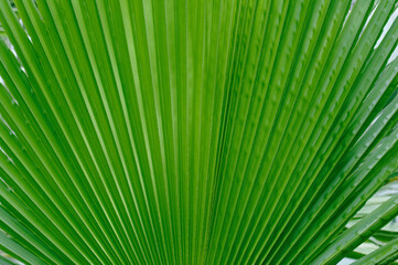 Large green palm leaf close-up.Texture or background