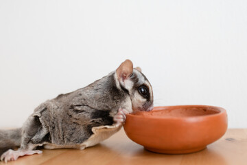 Cute little Sugar Glider drinks water from the earthen ceramic cup.