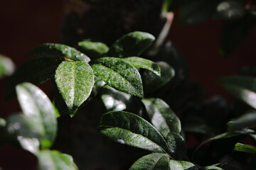 Closeup Ocha kirkii Oliv leaves in dark background