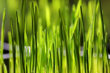 Fototapeta na wymiar Closeup Wheatgrass in black pots