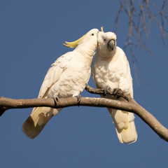 I love you too. Sulphur crested cockatoos.