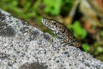 Mauereidechse (Podarcis muralis)